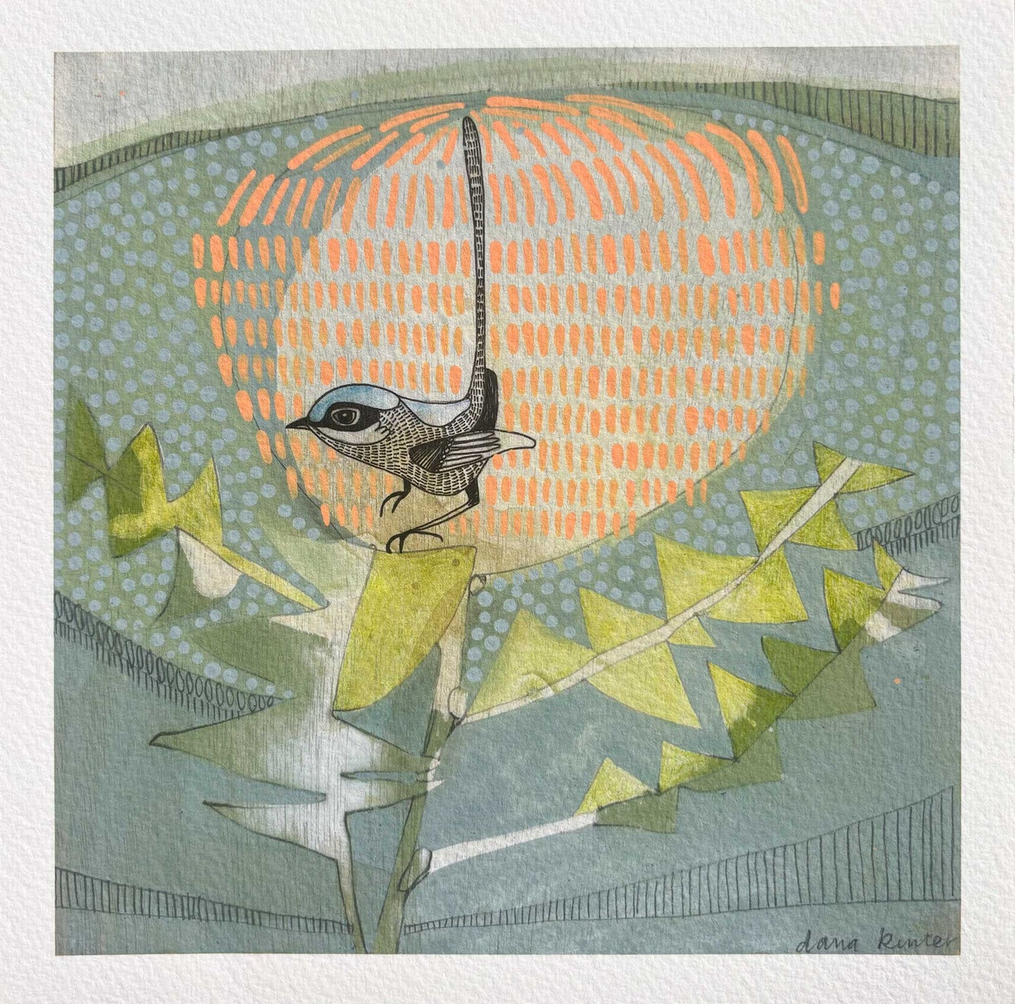 Black Backed Wren and Banksia - mini print