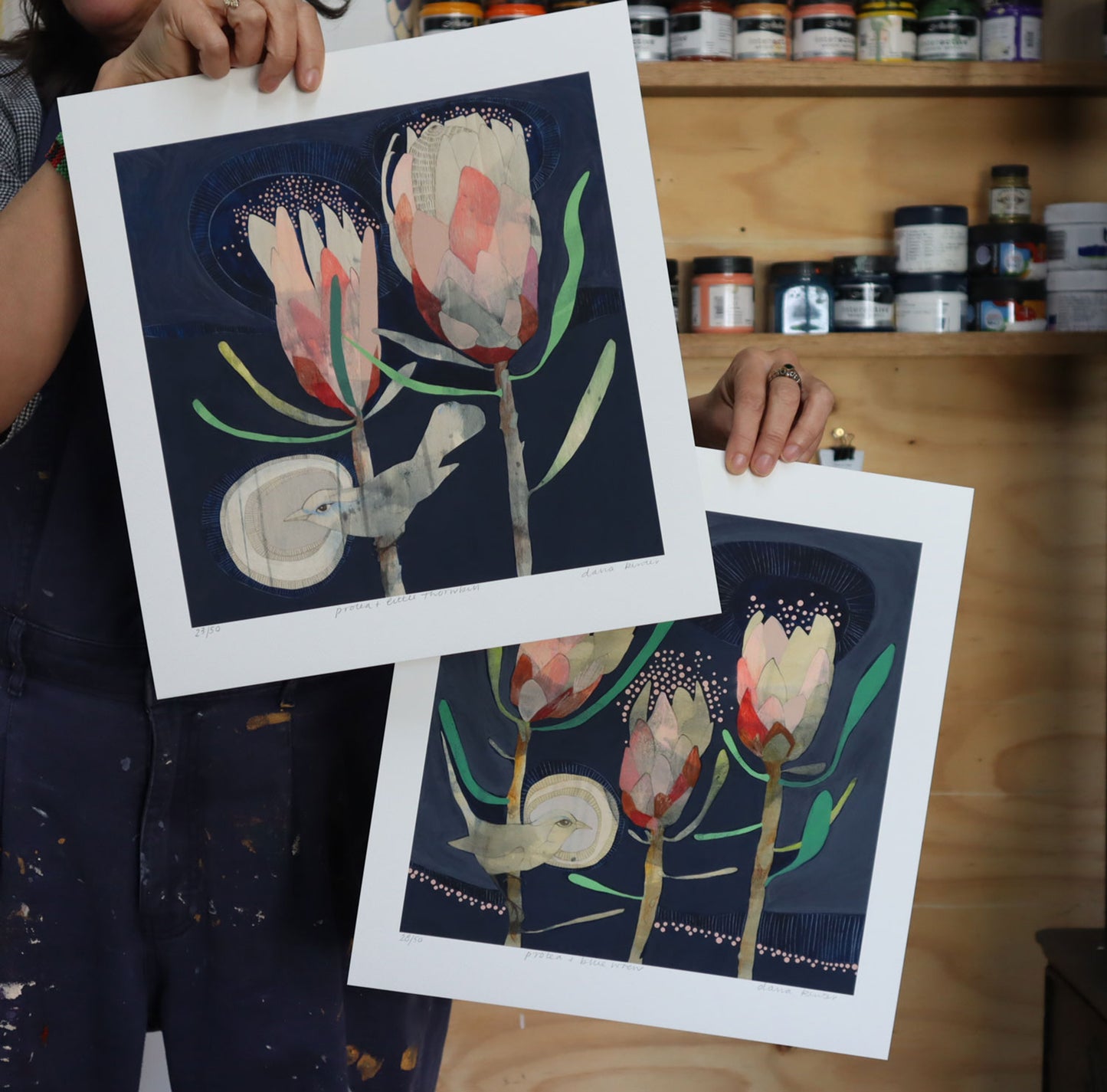 blue wren and protea - edition print