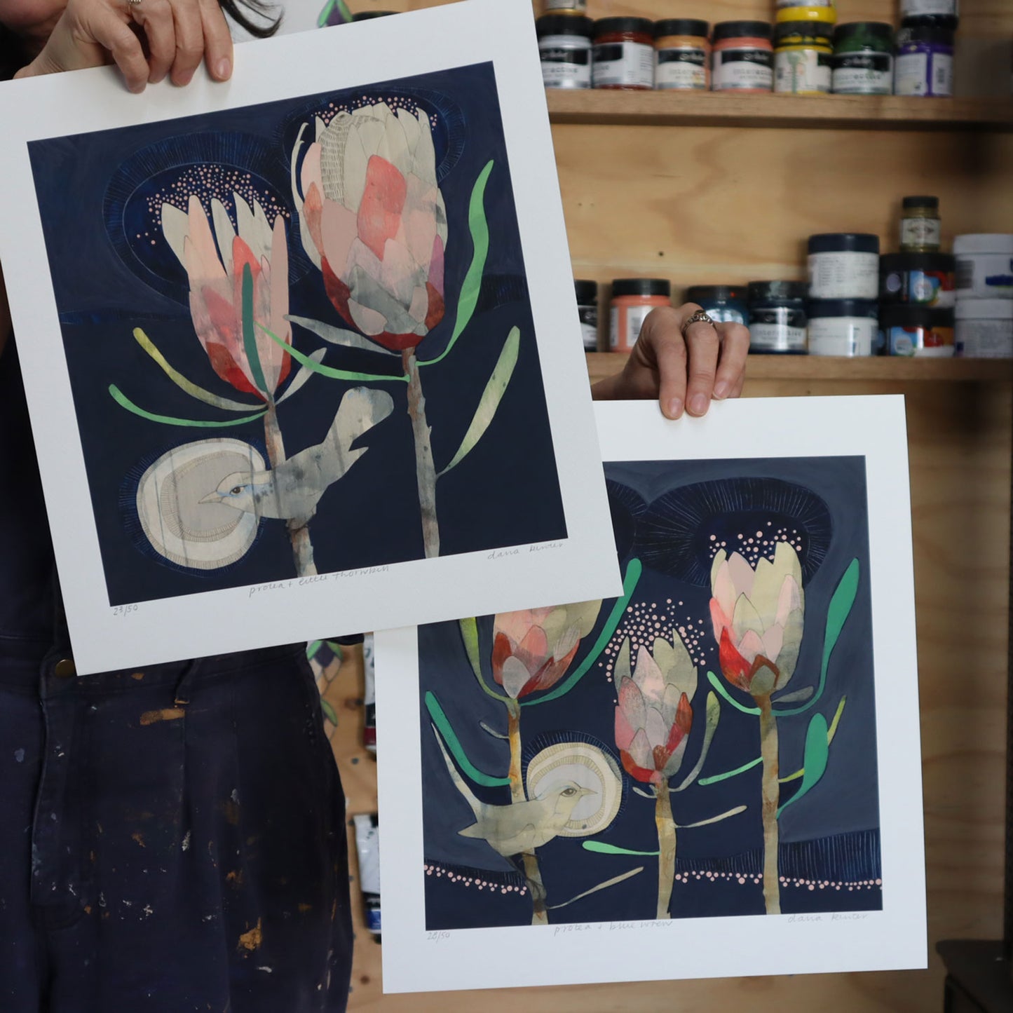 Little Thornbill and Protea - Edition Print