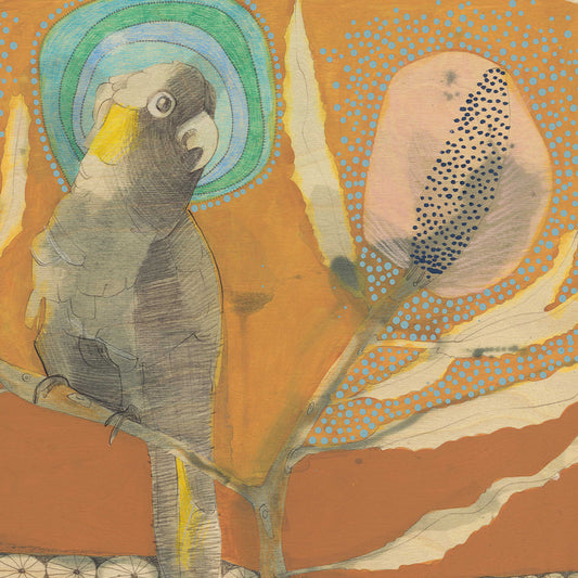 yellow-tailed black cockatoo and banksia - edition print