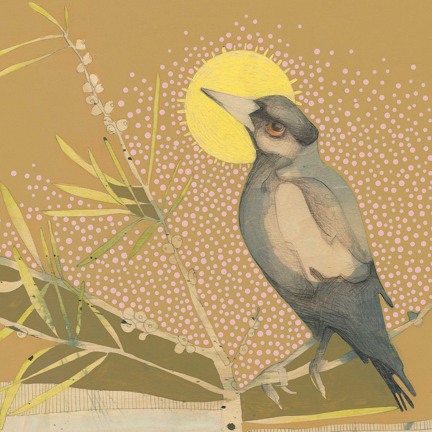 magpie and bottlebrush - edition print