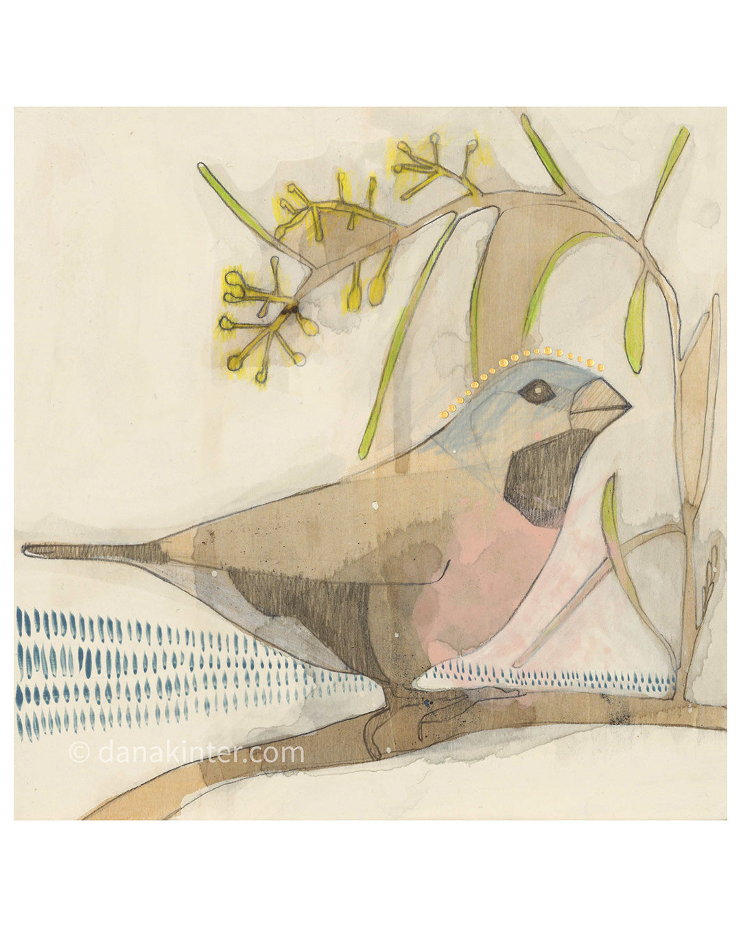 black-throated finch and acacia - mini print