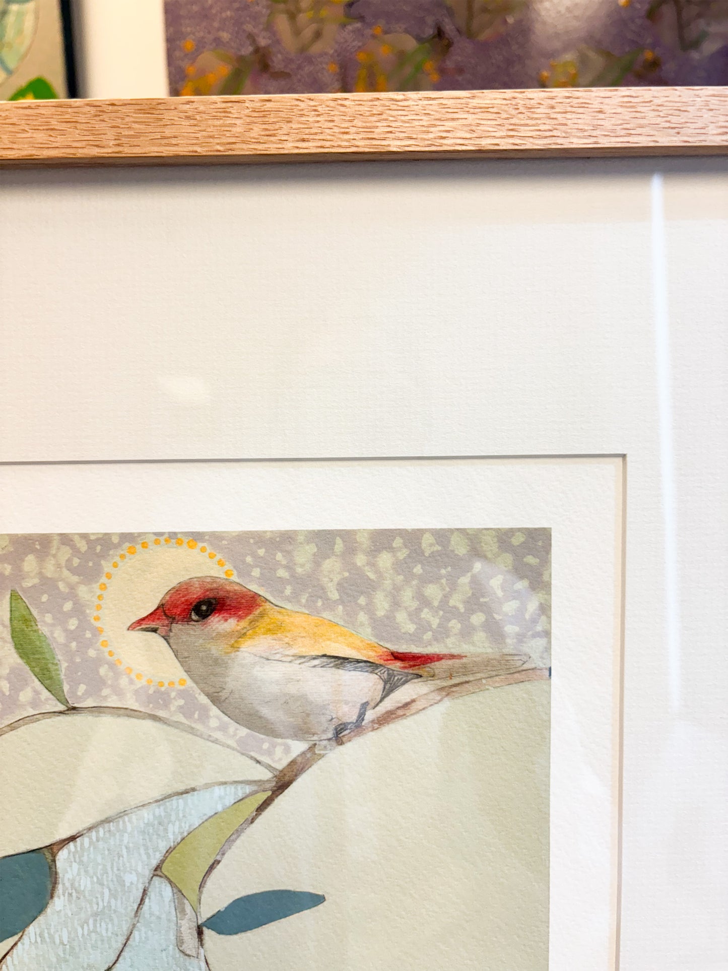 red backed finch and blue gum - framed print