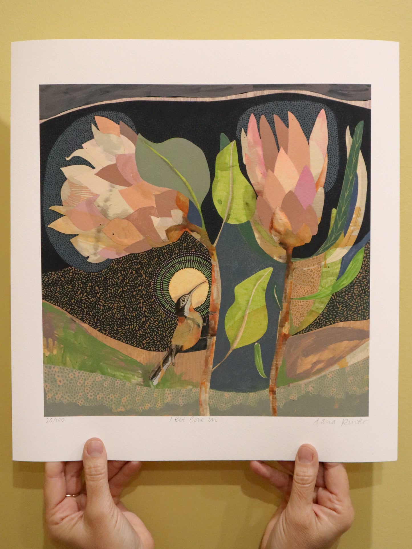 I Let Love In, Eastern Spinebill and Proteas - Edition Print