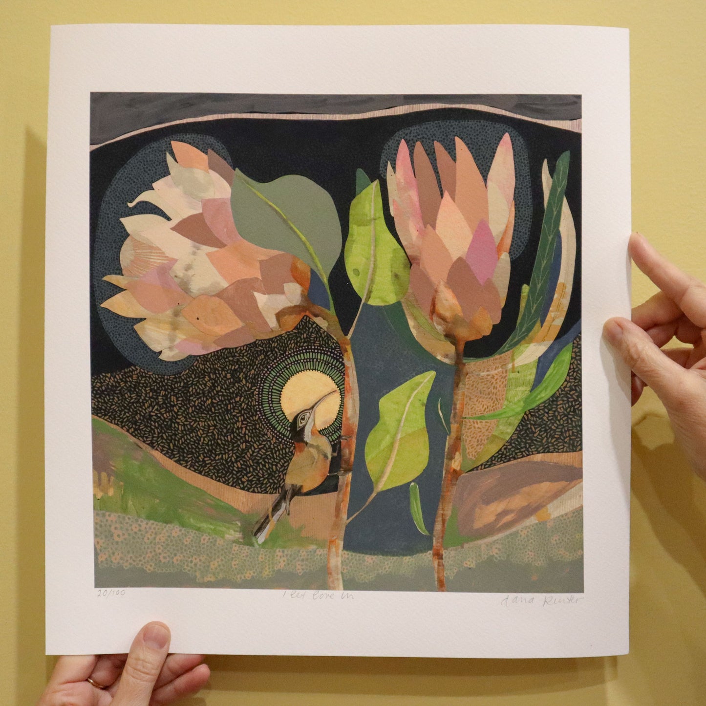 I Let Love In, Eastern Spinebill and Proteas - Edition Print