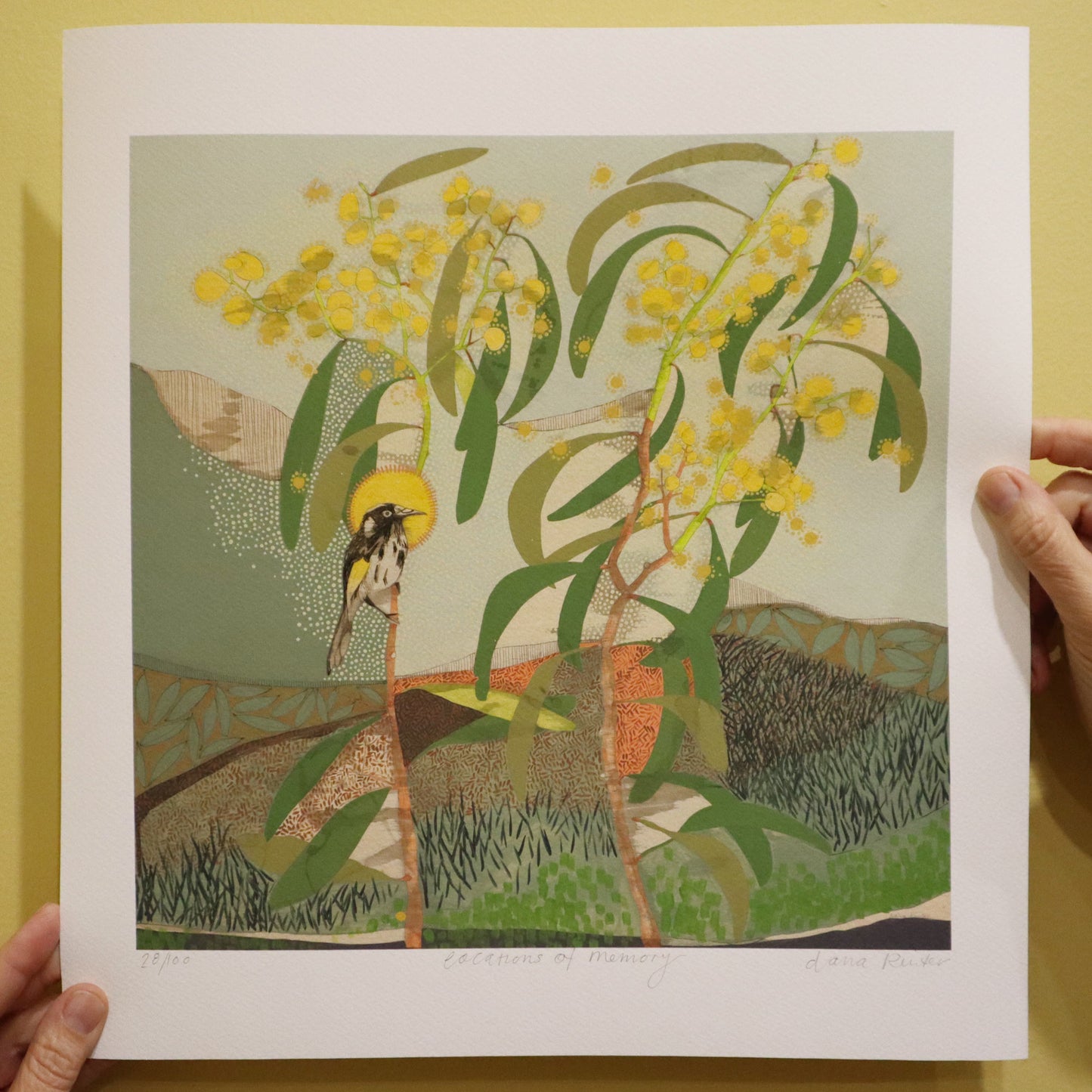 Locations of Memory, New Holland Honeyeater and Wattle - Edition Print