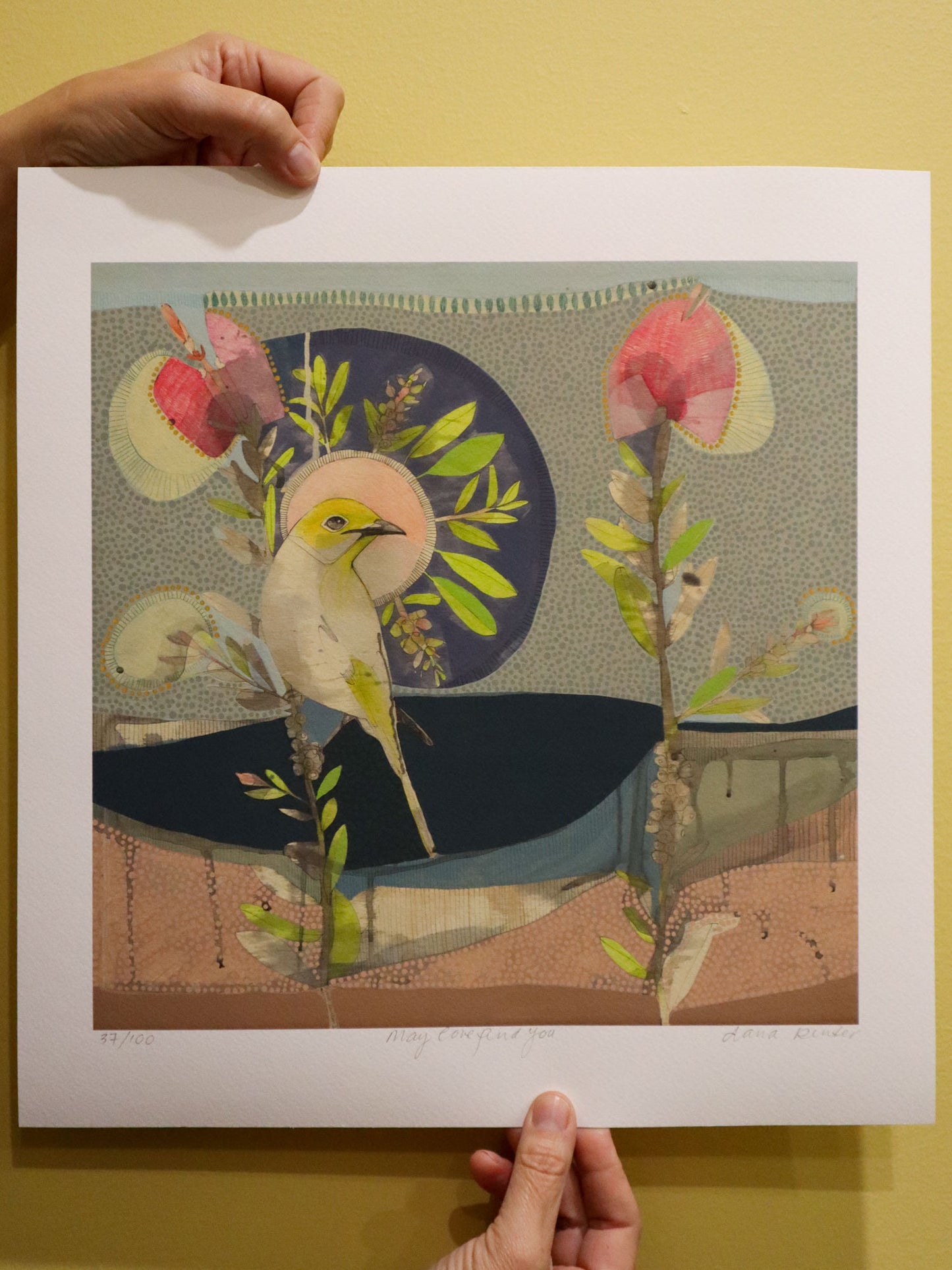 May Love Find You, White Plumed Honeyeater and Hot Pink Callistemon - Edition Print