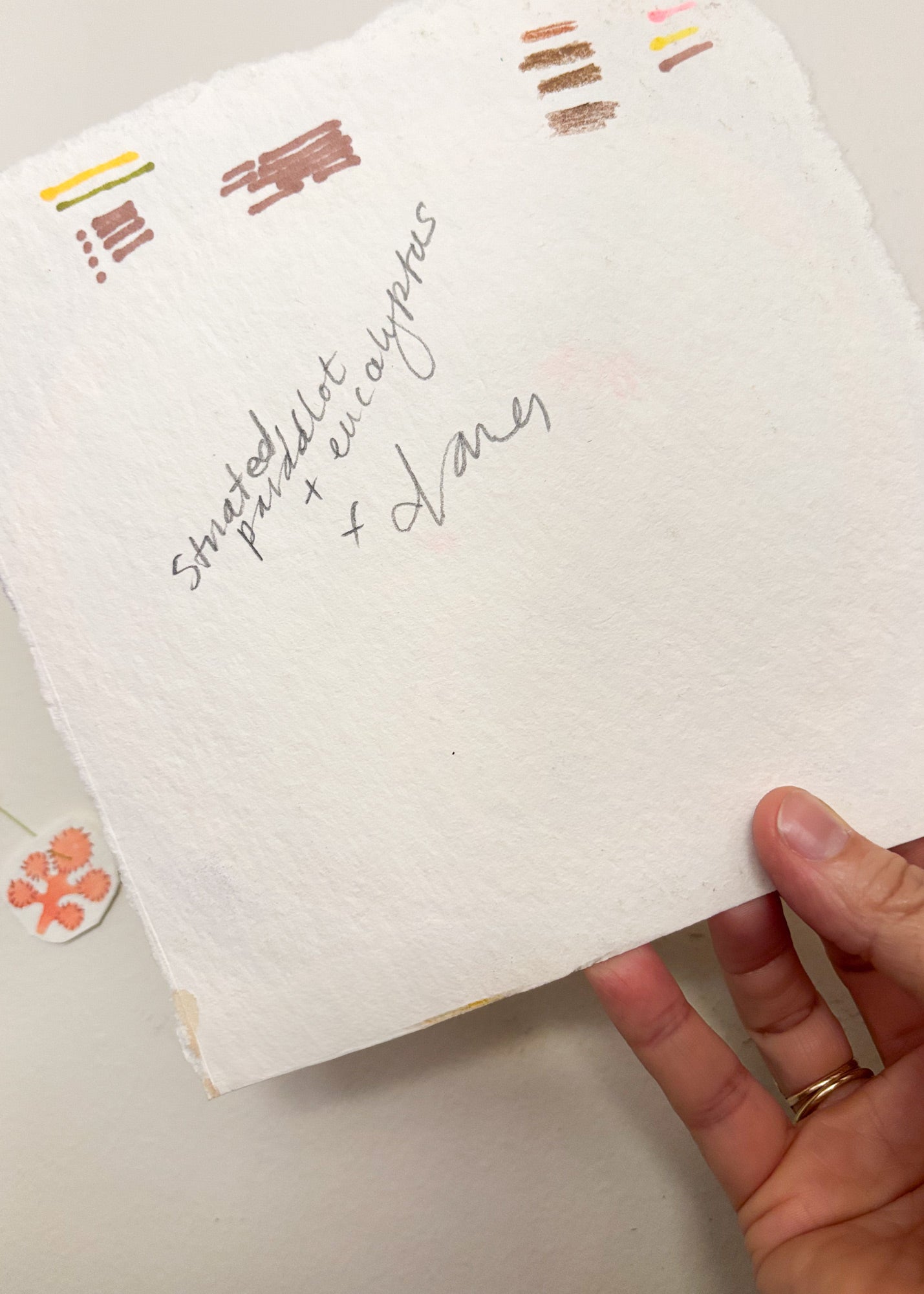 Striated Pardalote and Eucalyptus - Original Artwork