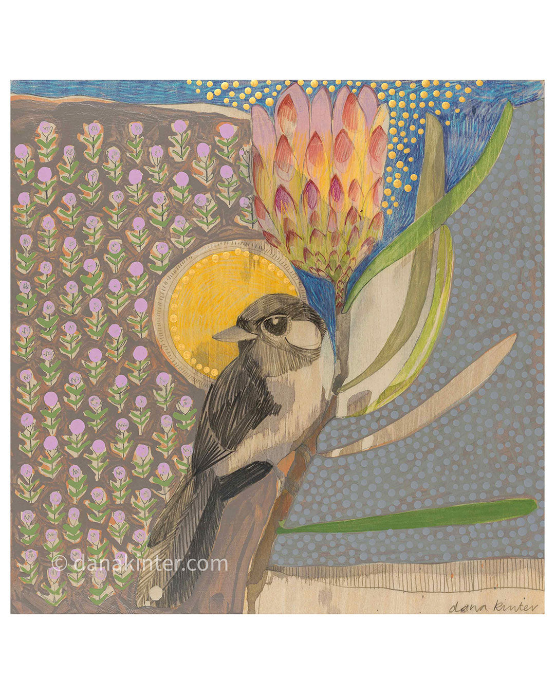 willie wagtail and protea - mini print